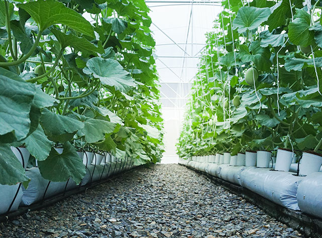 Agriculture