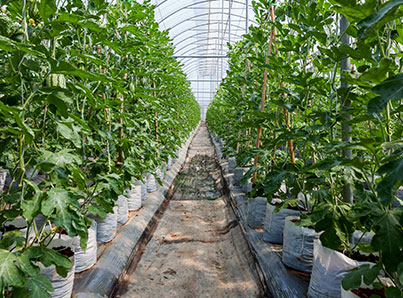 Grow Houses