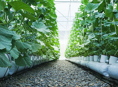 Agriculture & Grow Houses